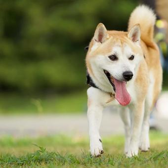 お散歩ワンコ(柴犬) お散歩ワンコ(柴犬) 犬,柴犬,shibainuの写真素材