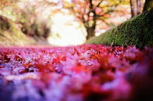 美しい秋の紅葉の写真