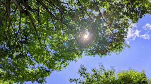 青空と緑の木々-16 青空と緑の木々-16の写真