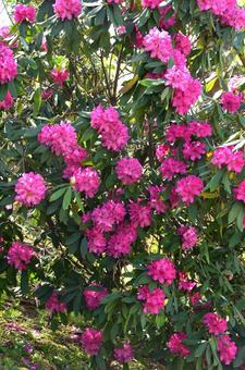 春の花：シャクナゲ4 植物,シャクナゲ,石楠花の写真素材
