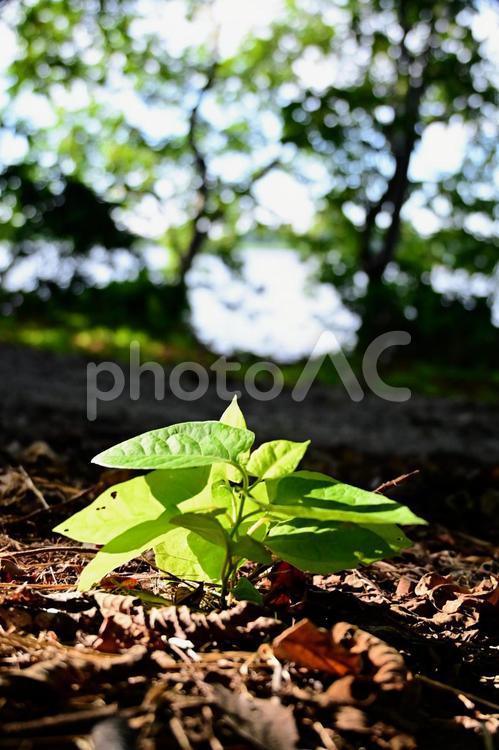 力強く育つ新芽と希望の光 新芽,芽生え,植物の写真素材