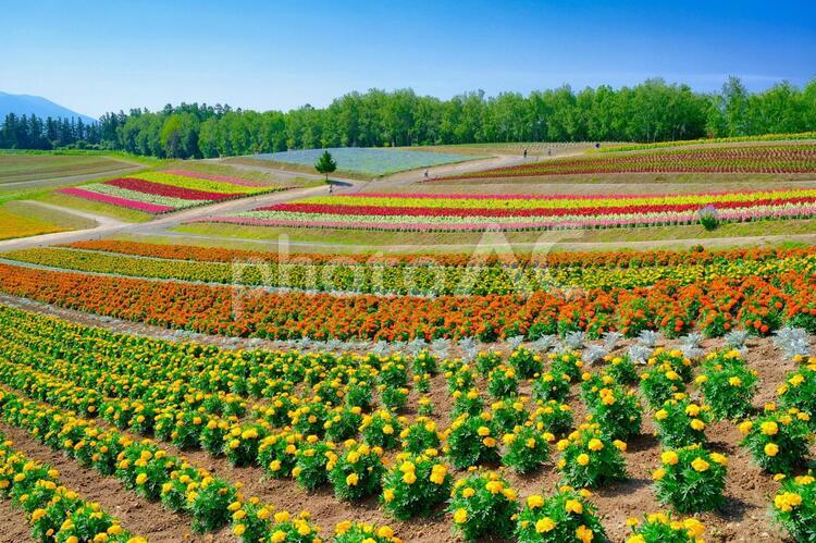 北海道の花畑 花畑,ガーデン,花の写真素材