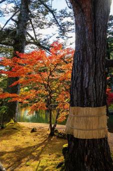 秋の有備館⑹ 秋,紅葉,モミジの写真素材