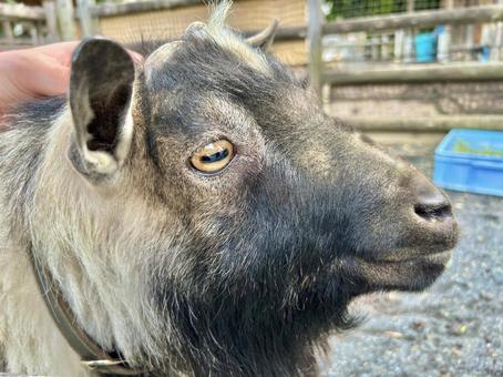 ヤギ ヤギ ヤギ,哺乳類,動物の写真素材