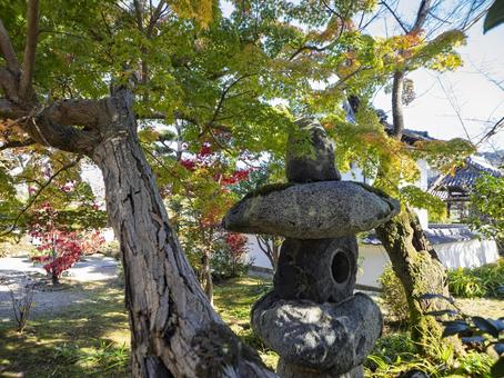 橘寺の石灯籠と色づく秋の庭 橘寺,明日香村,石灯籠の写真素材