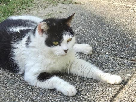くつろぐ猫① くつろぐ猫①の写真