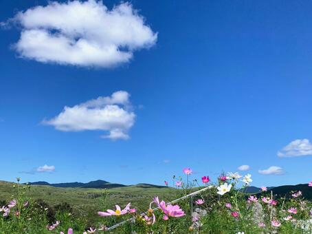 秋の晴れた日、秋吉台 コスモス,青空,晴天の写真素材