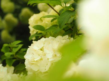 Photo, hydrangea, flower, green, 