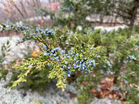南天みたいな青い実のなった木 南天,青い実,ハイキングの写真素材