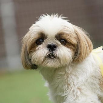 シーズーの顔 シーズーの顔 犬,シーズー,可愛い犬の写真素材