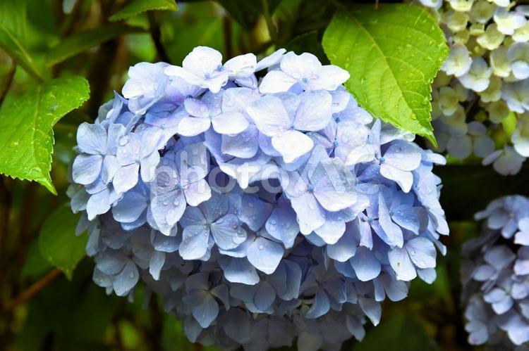 雨粒が踊る、朝の青い紫陽花 紫陽花,花,雨の写真素材