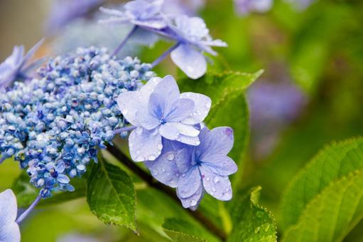 雨の紫陽花の写真