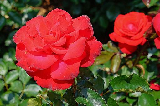 荒牧バラ園699　サラバンド 兵庫県,荒牧バラ園,バラの写真素材