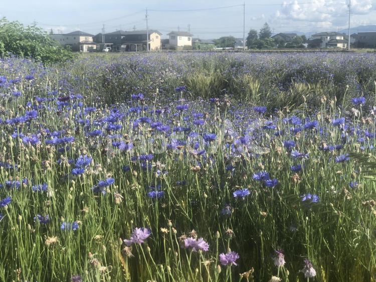 田舎の風景 花,屋外で,自然の写真素材