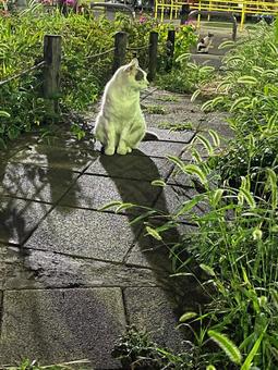 猫集会へのお誘い 猫集会へのお誘いの写真
