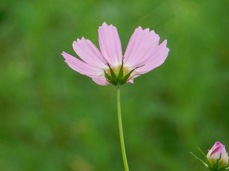 【花の写真】コスモス(秋桜) 【花の写真】コスモス(秋桜) コスモス,秋桜,自然の写真素材