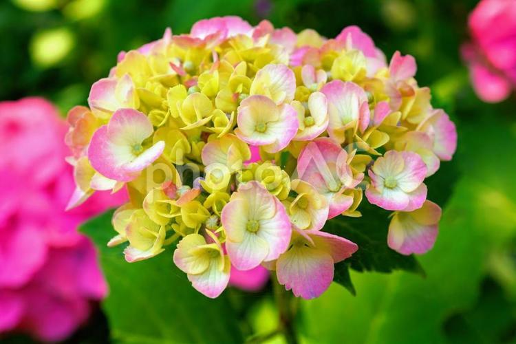 ピンクと黄色のあじさい アジサイ,ピンク,6月の写真素材