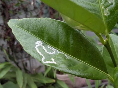 ハモグリバエ ハモグリバエ エカキムシ,ハモグリバエ,ハエの仲間の写真素材