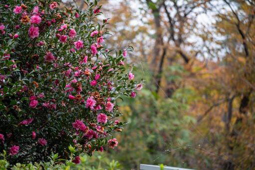 樹木に咲き溢れるピンクの花 ロマンス,花,屋外の写真素材