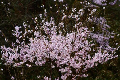 高遠城址公園の桜。 さくら,桜,タカトオコヒガンザクラの写真素材