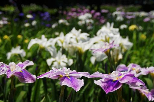 花しょうぶ 花しょうぶ 花しょうぶ,花菖蒲,染谷花しょうぶ園の写真素材