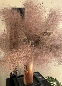 スモークツリーを飾ってみた リビング,ドライフラワー,スモークツリーの写真素材