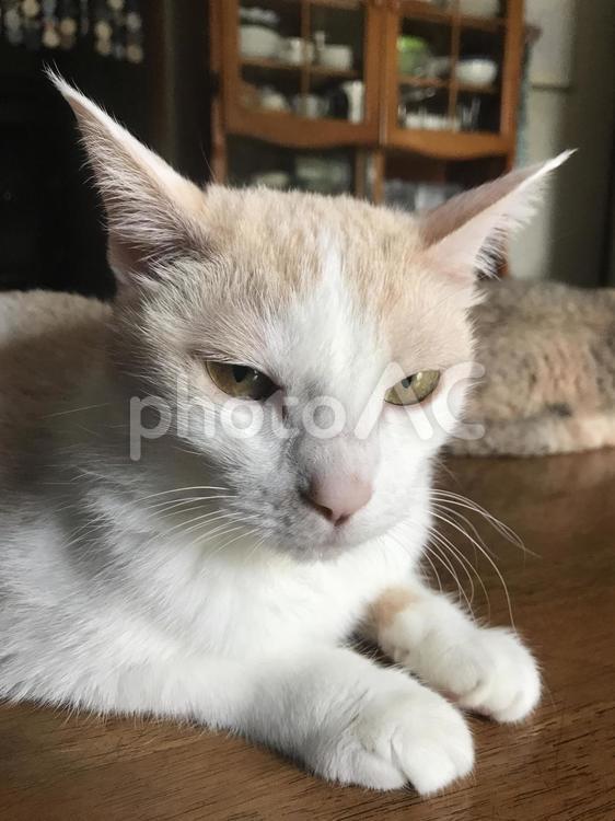 カメラ目線の猫 猫,可愛い,ペットの写真素材