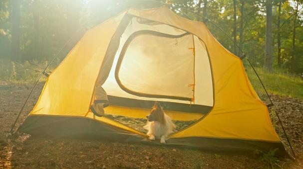 日差しの中の黄色いテントと伏せをする犬の写真