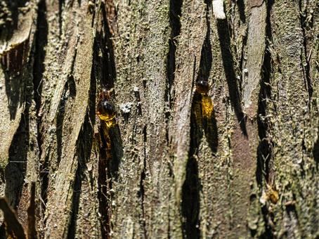 Sunlight filtering through the trees and sparkling sap, sap, tree trunk, bark, JPG