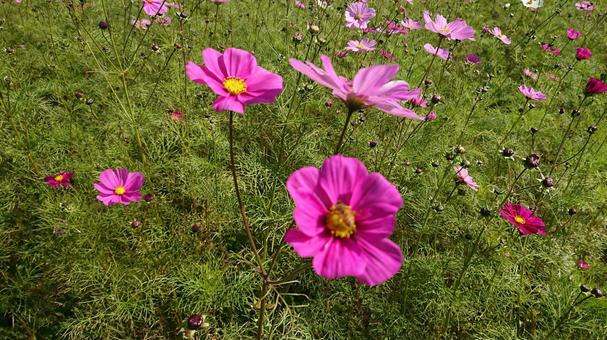 花 花の写真
