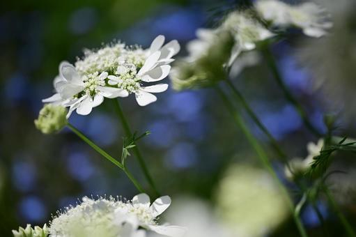 Photo, orlea, flower, white, 