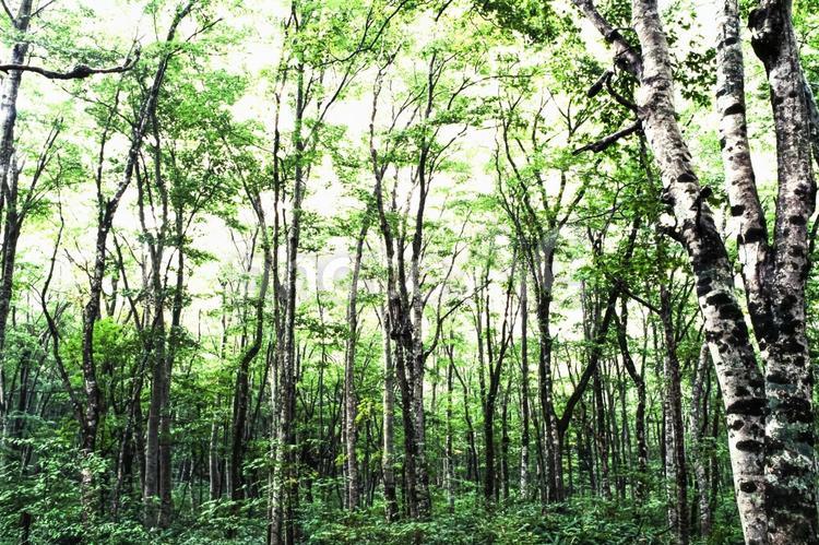 木漏れ日33 春,若葉,植物の写真素材