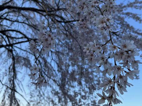 桜17 桜17の写真