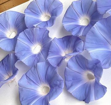 朝顔 朝顔 朝顔,ブルー,青い花の写真素材