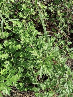 葉っぱ29 自然,屋外で,草の写真素材