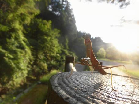 夕暮れのカマキリの写真