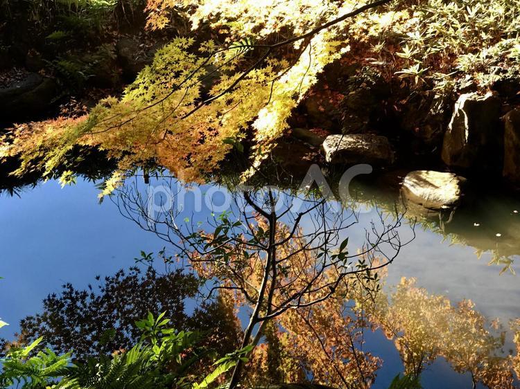 ナルシスと言う名の黄葉 黄葉,紅葉,水面の写真素材