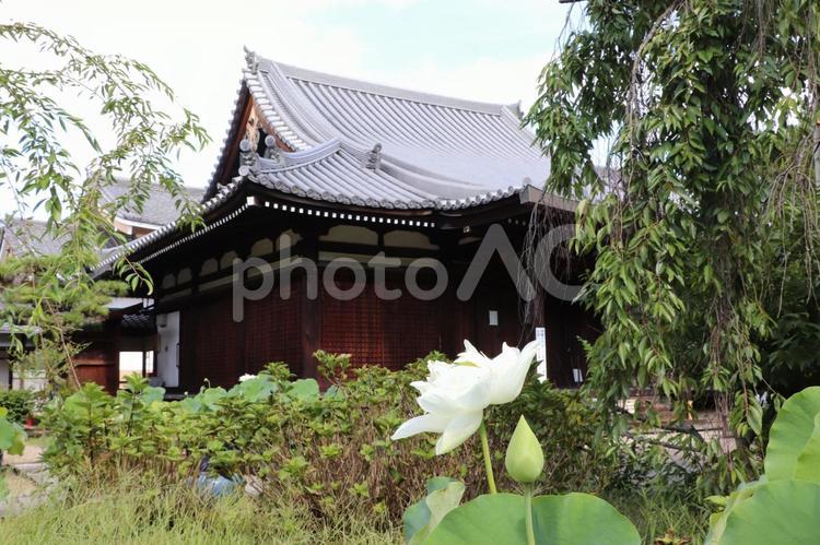 法金剛院　蓮の花と礼堂 法金剛院,蓮の花,礼堂の写真素材