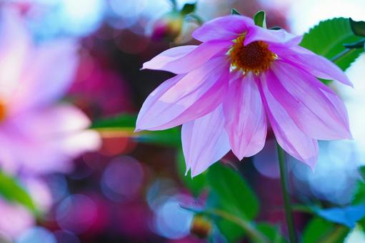皇帝ダリア 皇帝ダリア,立ち木ダリア,花の写真素材