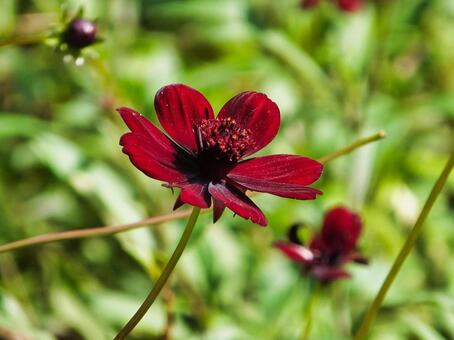 チョコレートコスモスの赤茶色の花 チョコレートコスモス,花,春の写真素材