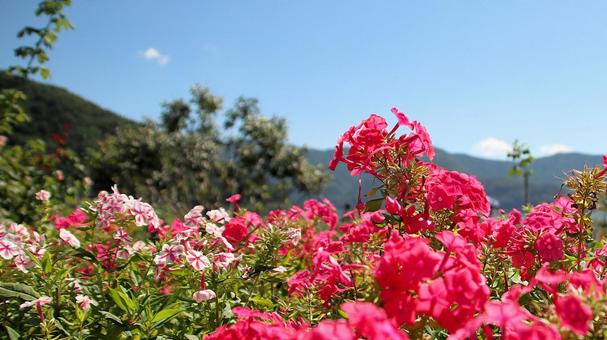 初秋の河口湖畔の宿根フロックスの花 初秋の河口湖畔の宿根フロックスの花 宿根フロックス,花,初秋の写真素材