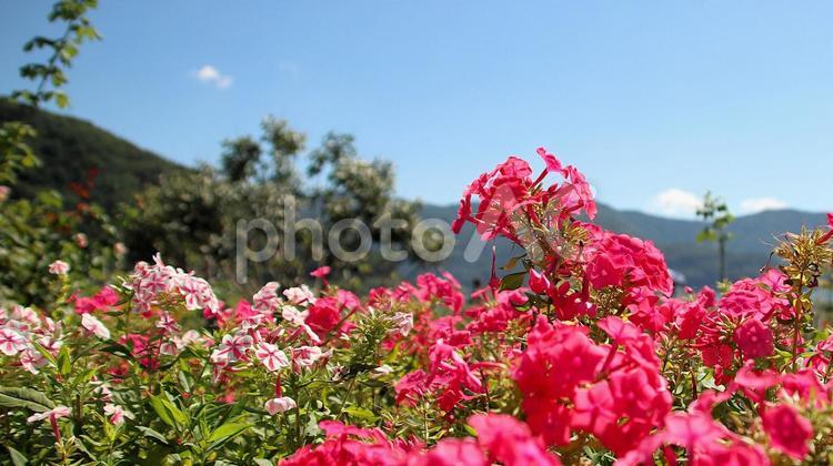 初秋の河口湖畔の宿根フロックスの花 宿根フロックス,花,初秋の写真素材