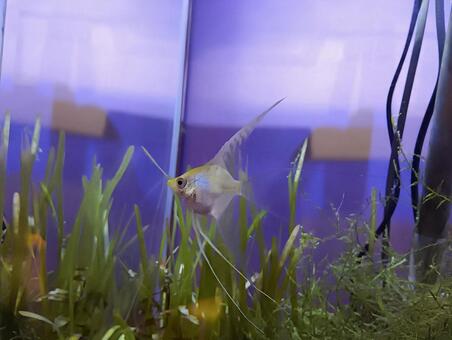 白いエンジェルフィッシュ エンジェルフィッシュ,テンニンイシダイ,天人石鯛の写真素材