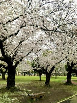 桜 花見 桜 花見の写真