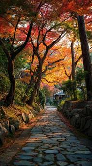 秋の紅葉 街路樹 秋の紅葉 街路樹の写真