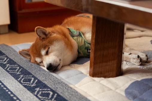 テーブルの陰で気持ち良さそうに眠る柴犬 テーブルの陰で気持ち良さそうに眠る柴犬 柴犬,日本犬,和犬の写真素材