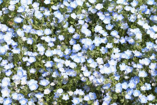 ネモフィラ 花畑 ネモフィラ 花畑の写真