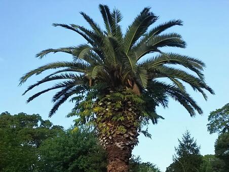 トロピカルな木 ヤシの木,パームツリー,トロピカルの写真素材