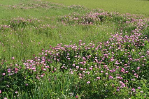 蓮華草 レンゲ 春の花 ピンクの花 蓮華草 レンゲ 春の花 ピンクの花の写真