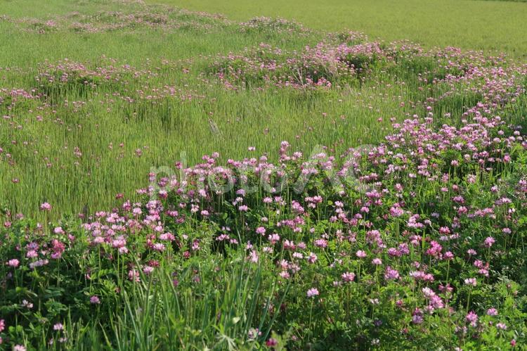 蓮華草　レンゲ　春の花　ピンクの花 蓮華草,レンゲ,春の花の写真素材